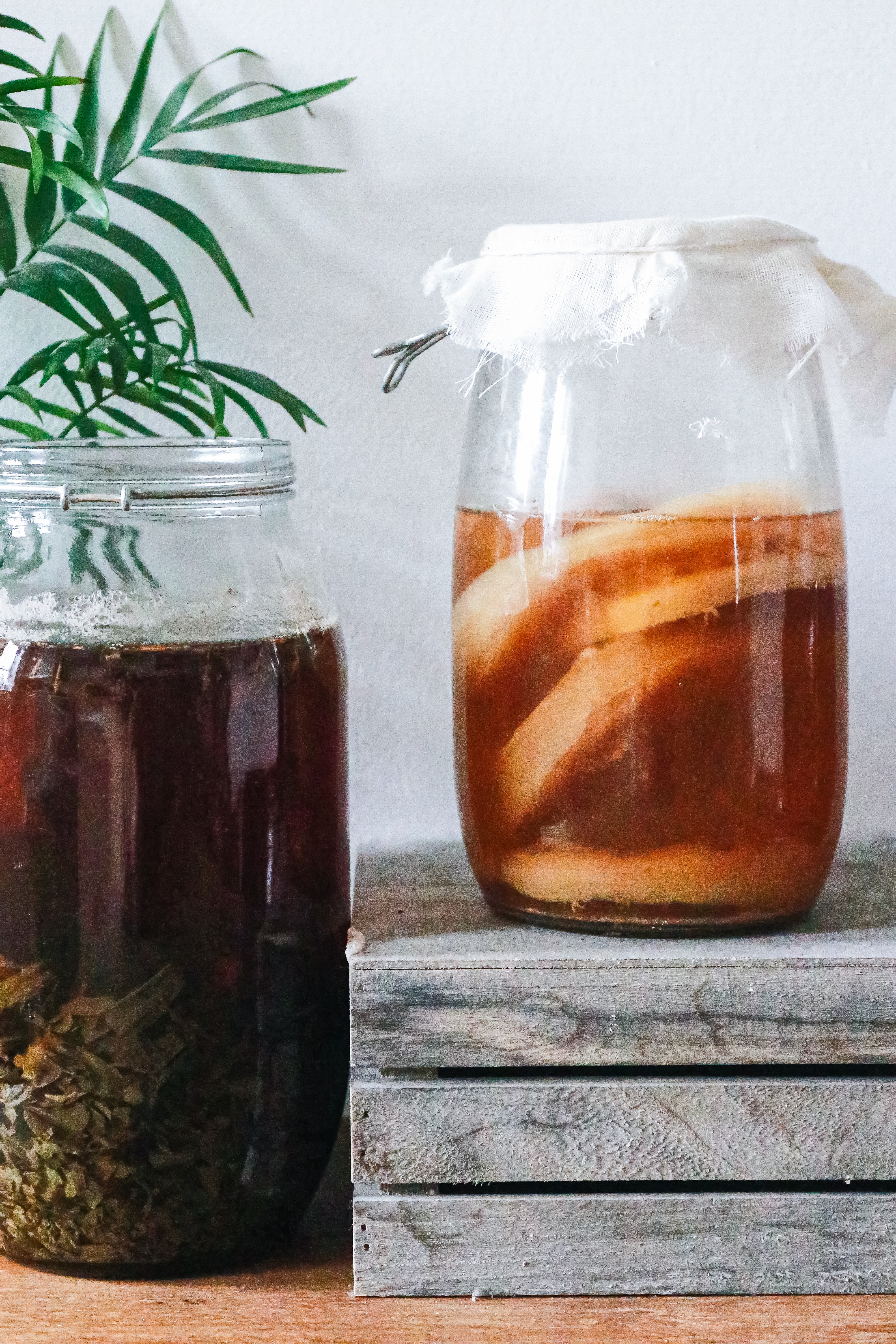 Two jars containing kombucha on a table with a leafy plant behind them.
